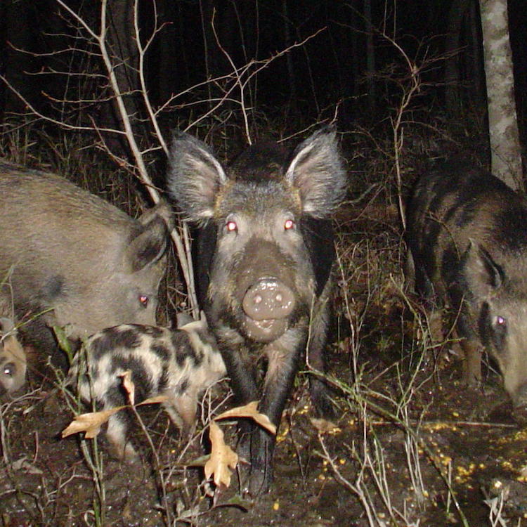 Six Georgia conservation districts providing feral swine services